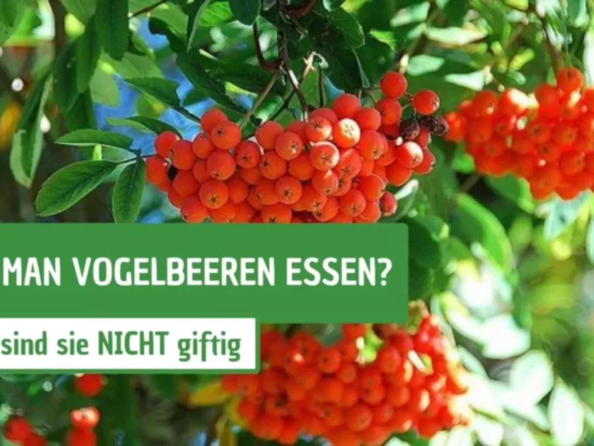 Kann man Vogelbeeren roh essen?