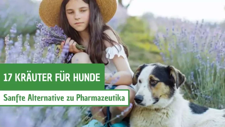 17 Kräuter für Hunde: sanfte Alternative zu Pharmazeutika