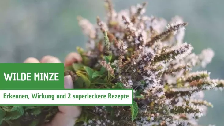 Wilde Minze: Erkennen, Wirkung & 2  superleckere Rezepte