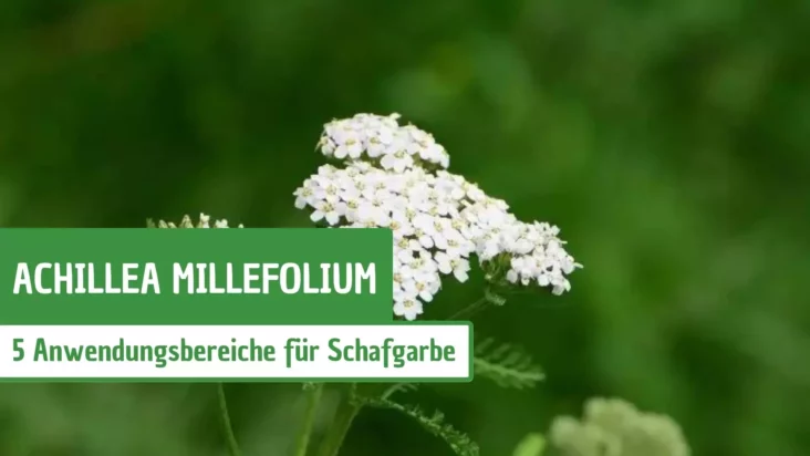 Achillea millefolium: 5 Anwendungsbereiche für Schafgarbe