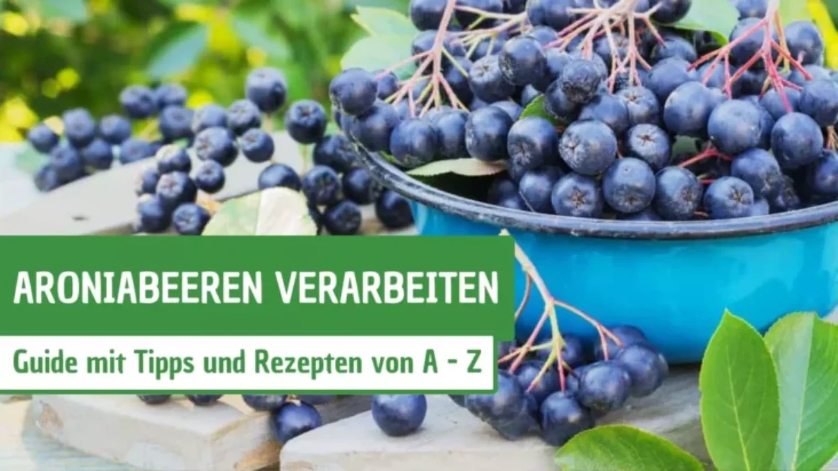 Aroniabeeren verarbeiten: Guide mit Tipps & Rezepten von A – Z