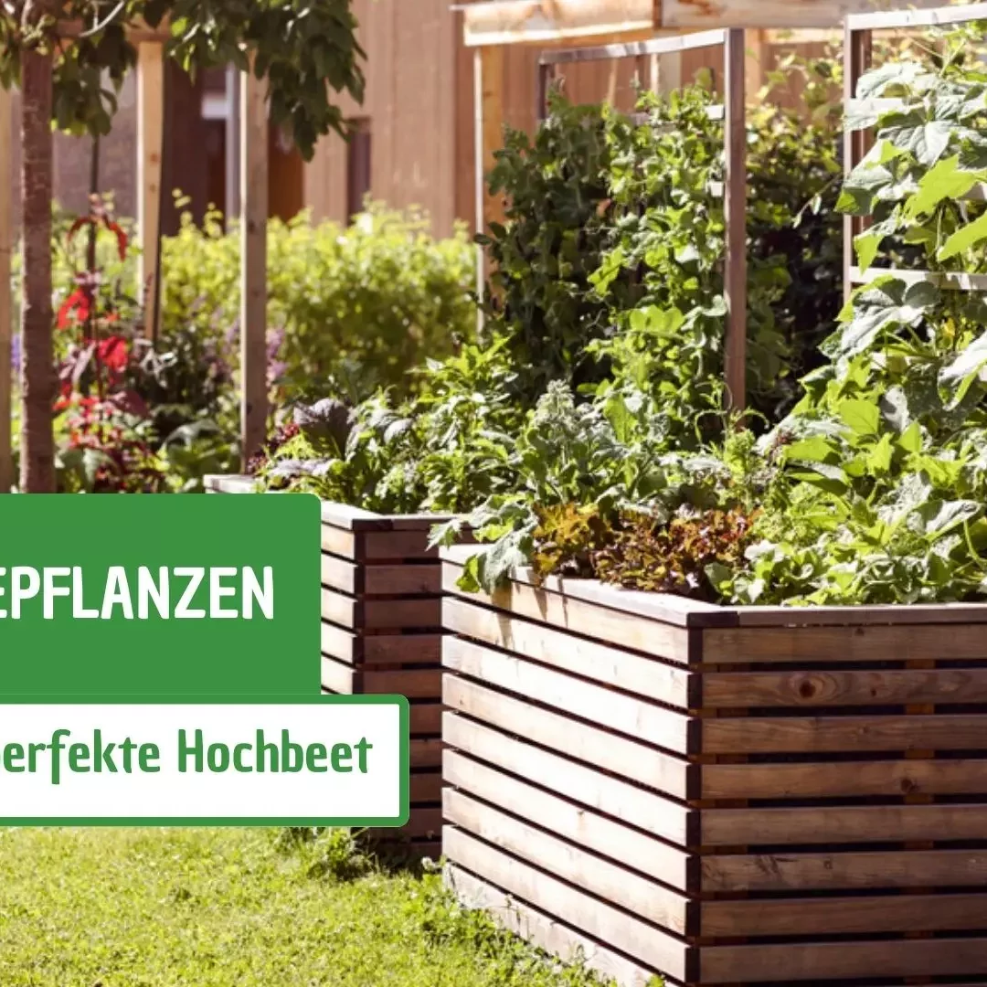 Hochbeet bepflanzen: 8 Tipps fr das perfekte Hochbeet