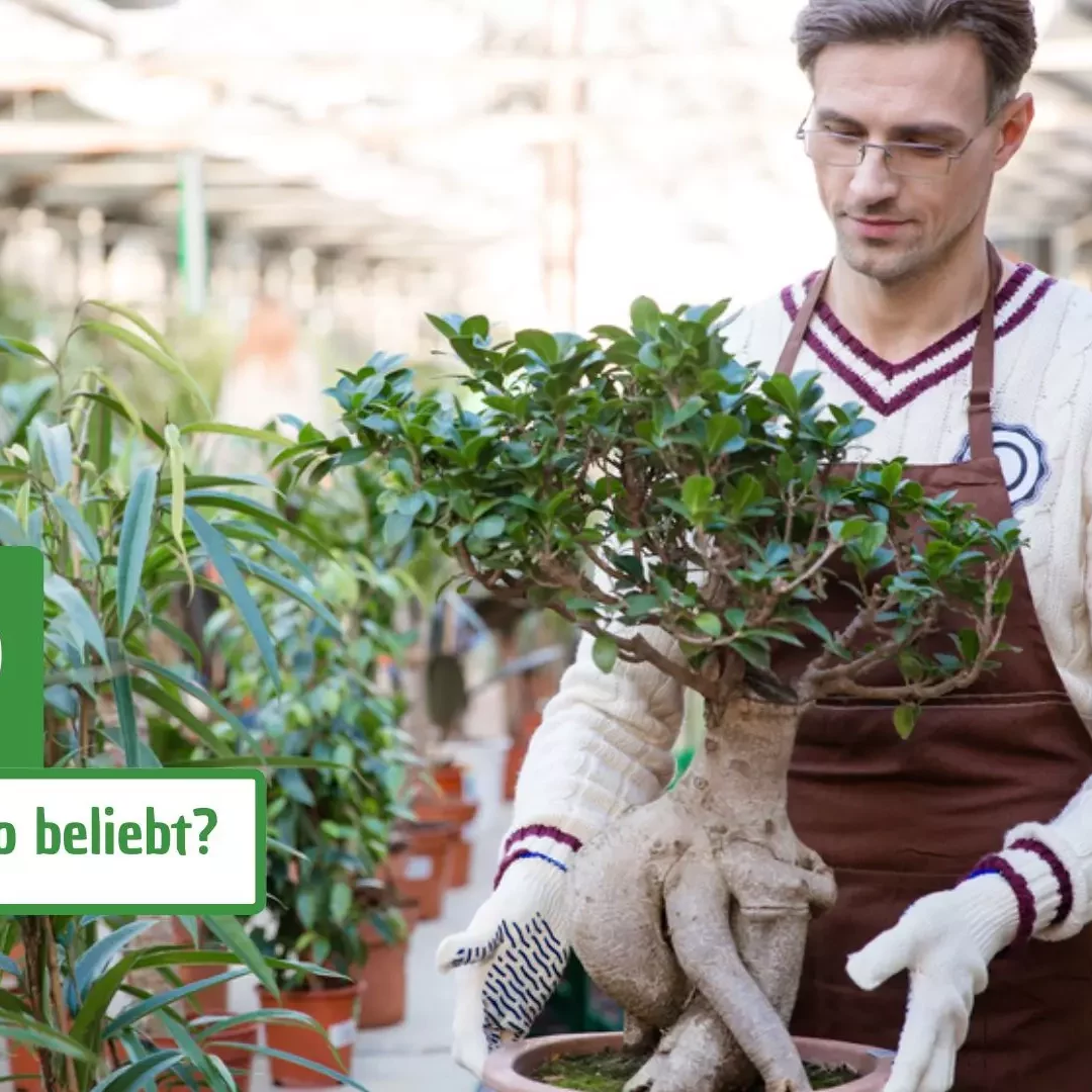 Warum sind Bonsai-Bume so beliebt?