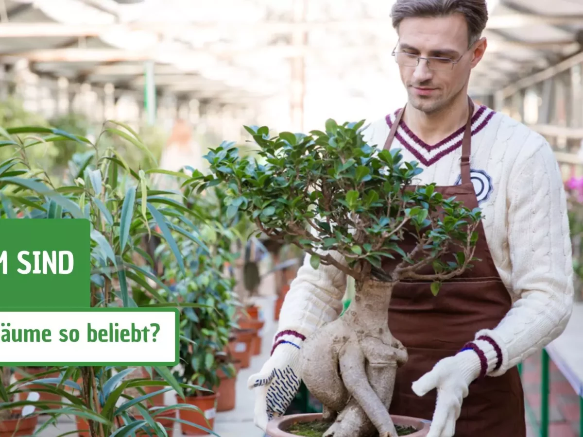 Warum sind Bonsai-Bume so beliebt?