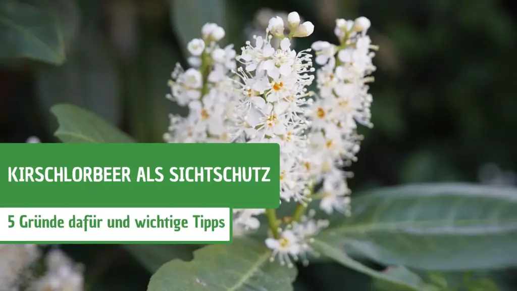Kirschlorbeer