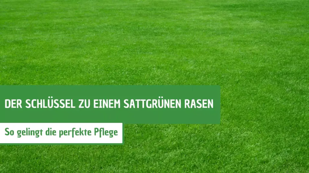 sattgrünen Rasen
