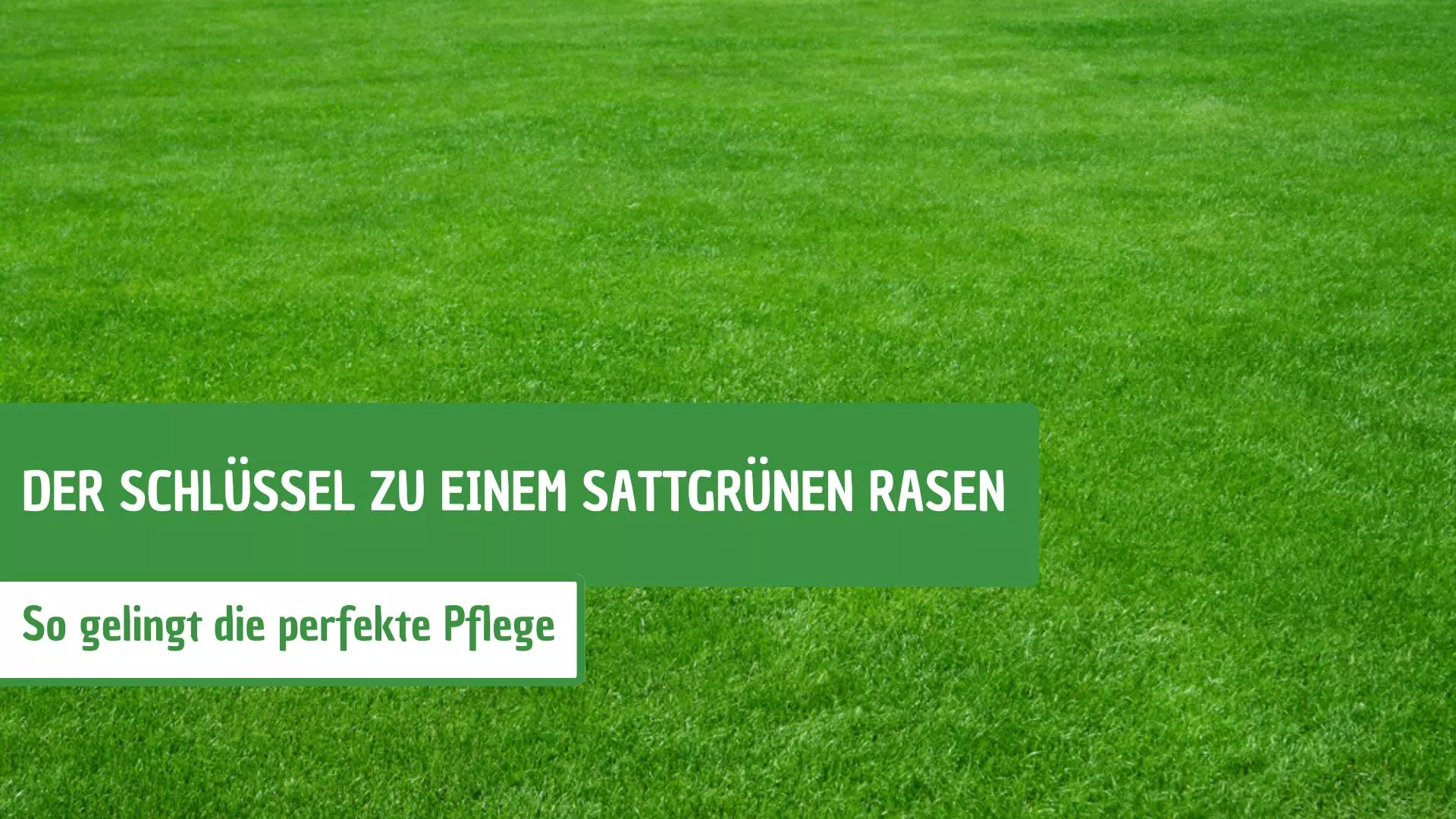 Der Schlüssel zu einem sattgrünen Rasen: So gelingt die perfekte Pflege