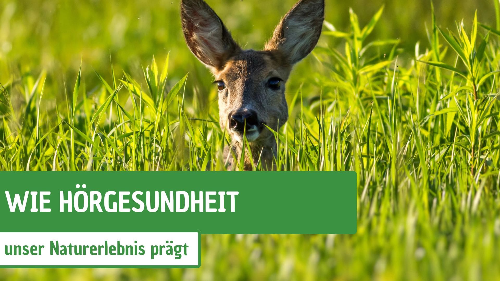 Wie Hörgesundheit unser Naturerlebnis prägt