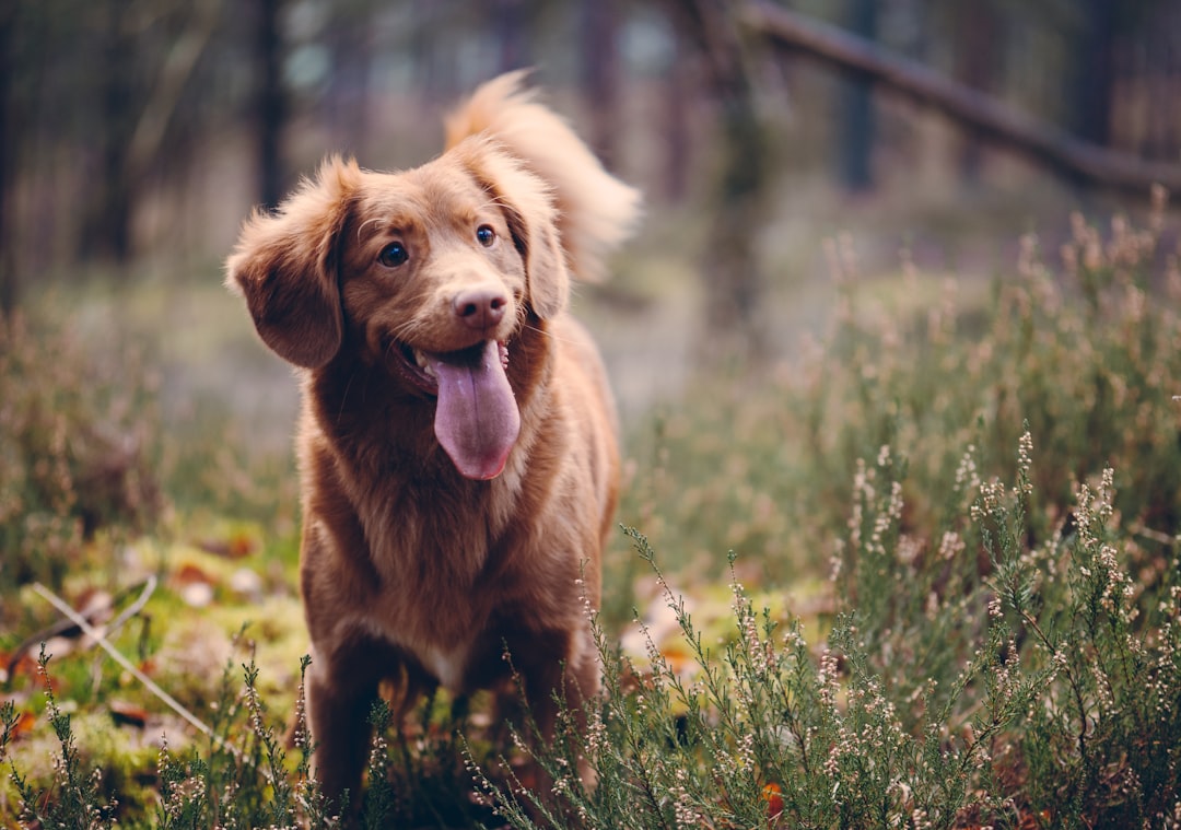 Kräuter für Hunde selber mischen: Sichere Kräutermischung Schritt für Schritt