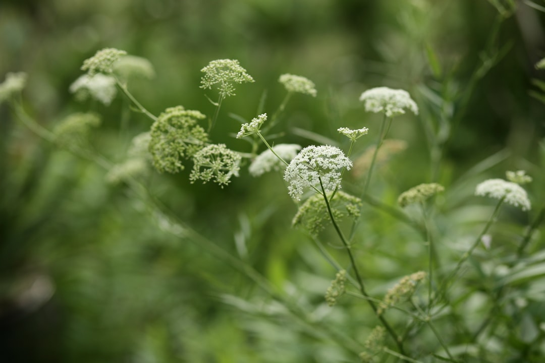 Schafgarbe & Wilde Möhre nicht verwechseln: Achillea millefolium vs. Daucus carota sicher bestimmen