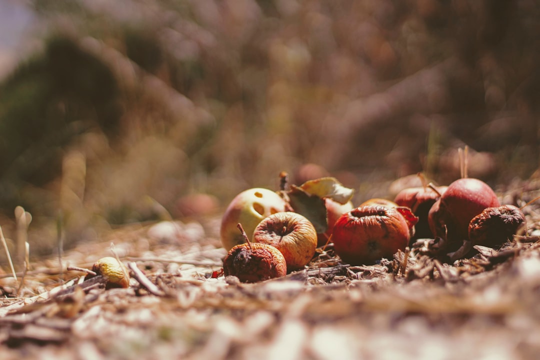 Beeren sammeln im Wald: Sicher, nachhaltig und lecker
