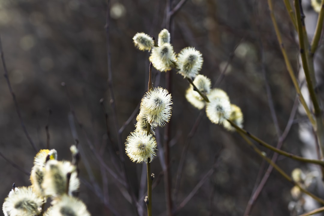 Haselkätzchen: Essbare Haselblüten der Gemeinen Hasel (Corylus avellana)