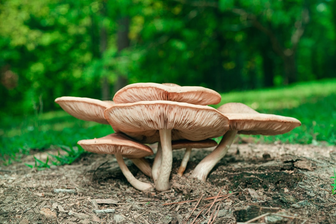 Pilze sammeln: sicher genießen von Steinpilz bis Krause Glucke