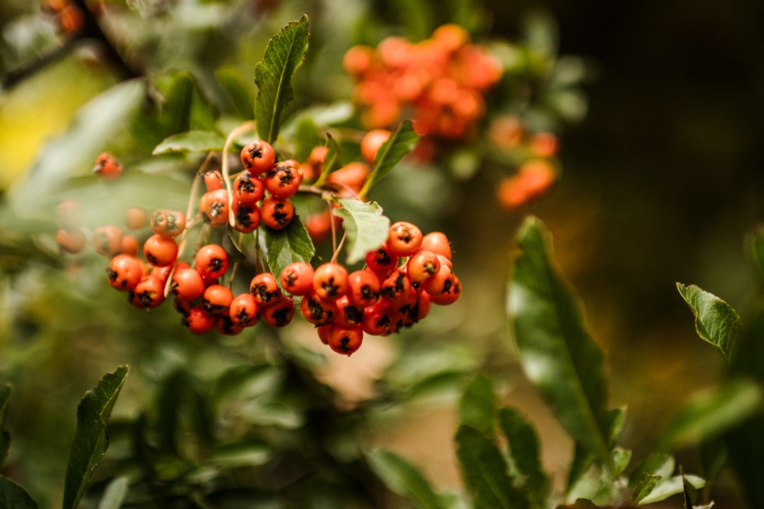 Vogelbeeren giftig? So gefährlich sind die Früchte der Eberesche wirklich