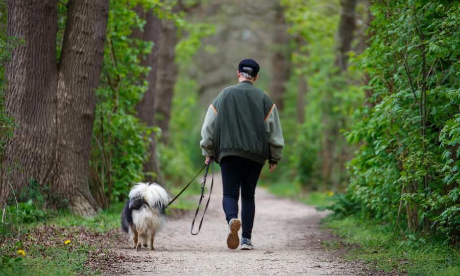 Sicher mit dem Hund zum Waldspaziergang: Darauf kommt es beim Transport im Auto an