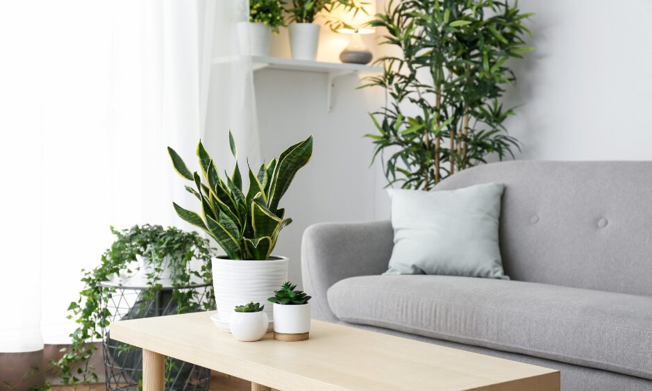 Natur ins Haus holen: So wird deine Wohnung zum grünen Rückzugsort