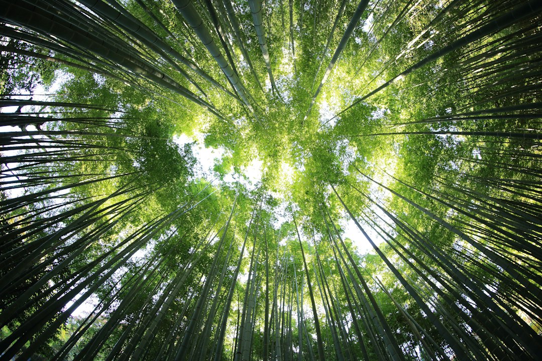 Waldbaden (Shinrin Yoku): Mit allen Sinnen in die Heilkraft des Waldes eintauchen
