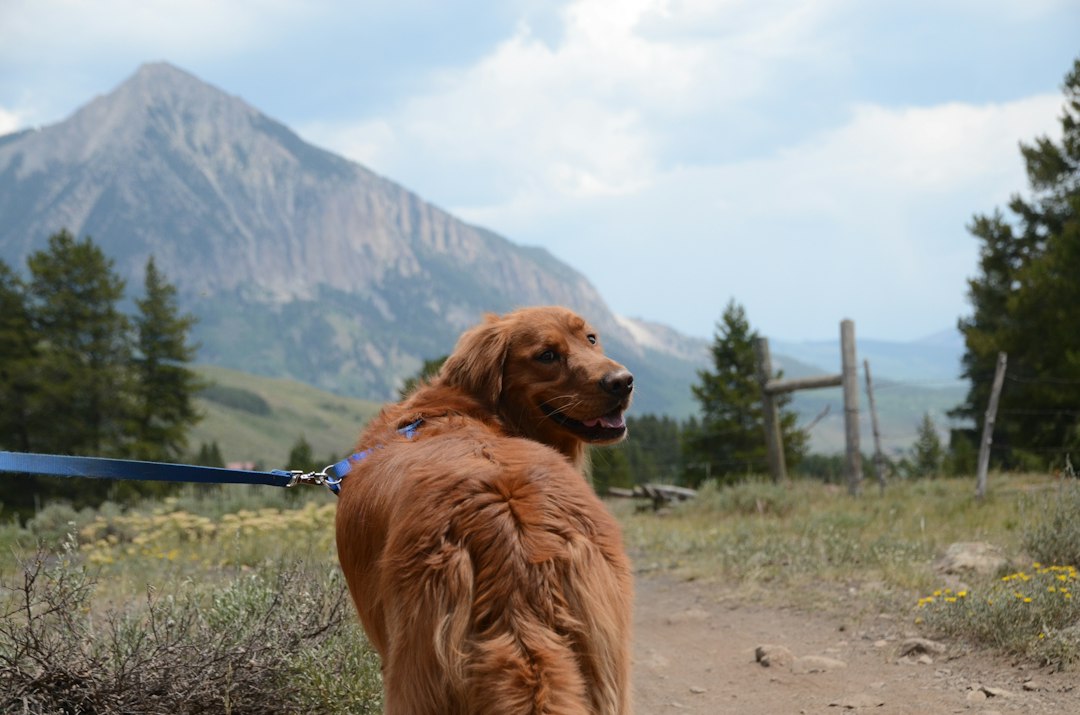 Wandern mit Hund, die schönsten Touren, wichtigste Regeln & konkrete Tipps