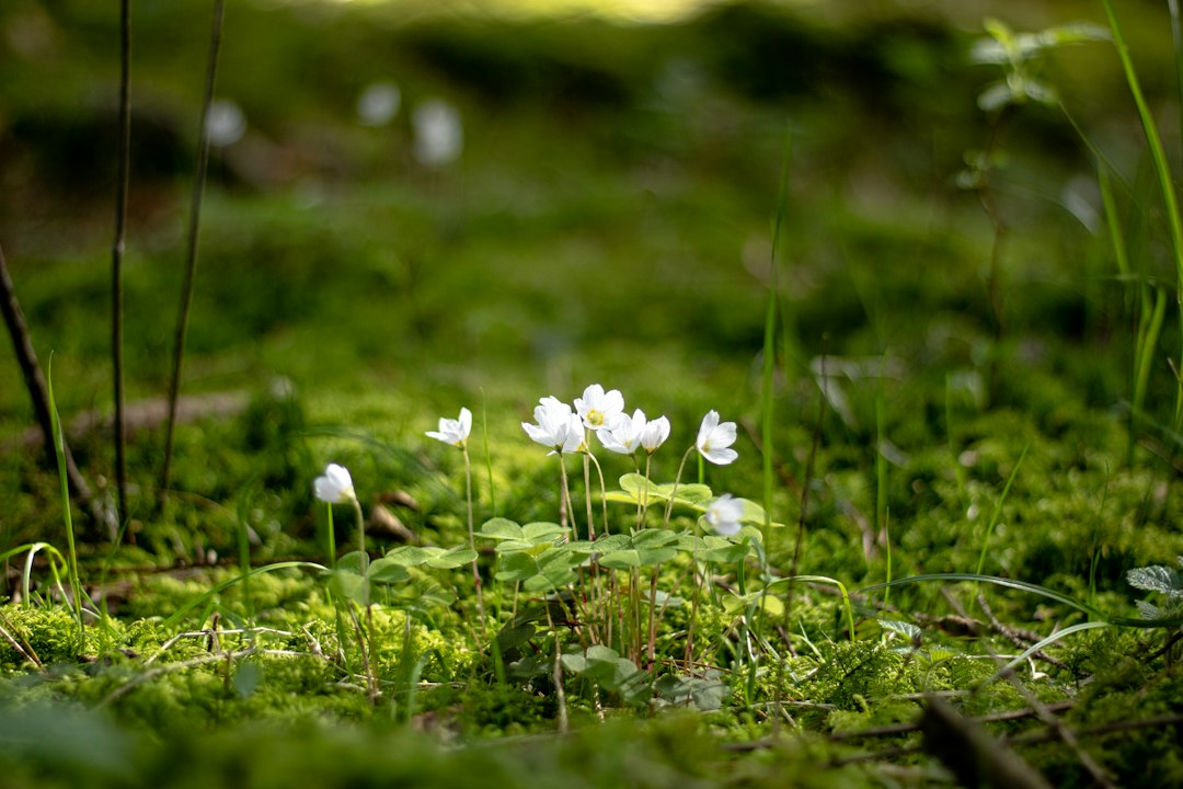 Was ist Waldbaden? Shinrin Yoku und die Kraft des Waldes verstehen